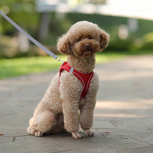 Dog harness leash set small - set,