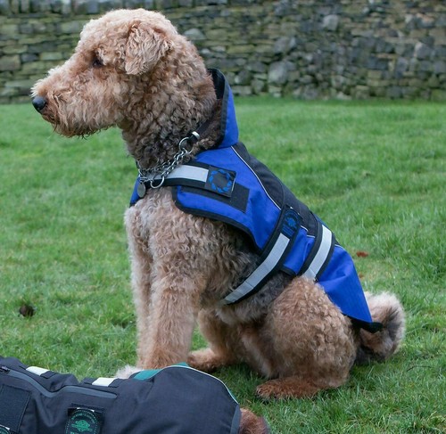 Dog coat outhwaite water proof - coat,
