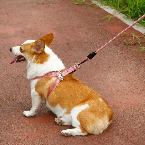 Dog harness leash set small - dog,
